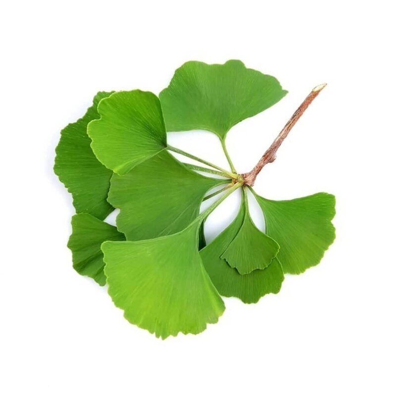 Ginkgo Biloba: Benefits and Side Effects 