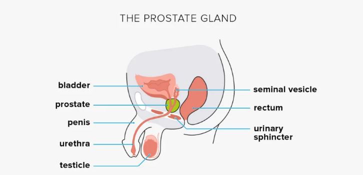 Prostate Ejaculation The Role of the Prostate Gland in Men's Health